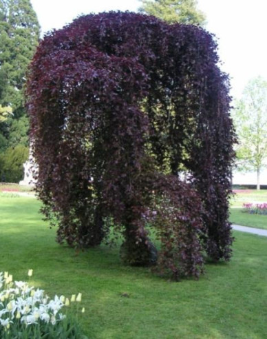 Buk lesní Haaren