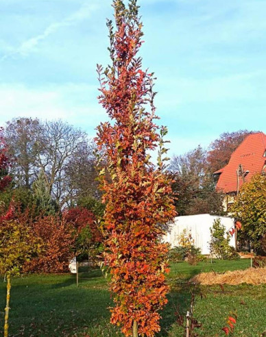 Sloupovitý dub ´Crimschmidt´
