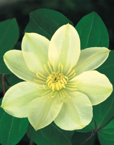 Clematis Guernsey Cream