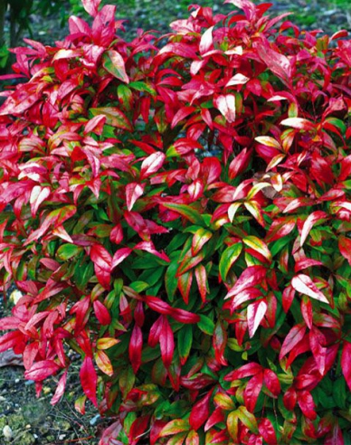 Nandina Fire Power