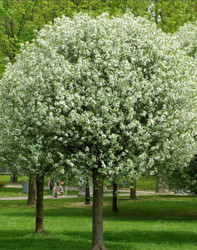 Třešeň křovitá ´Umbraculifera´