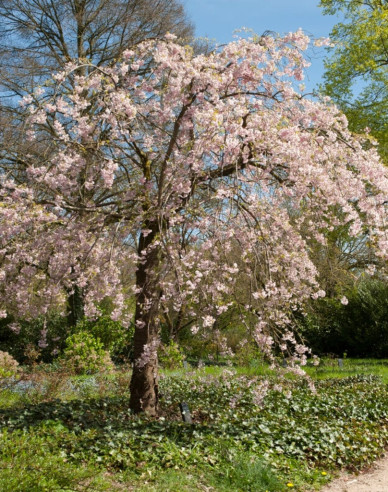 Okrasná višeň Pendula Rubra