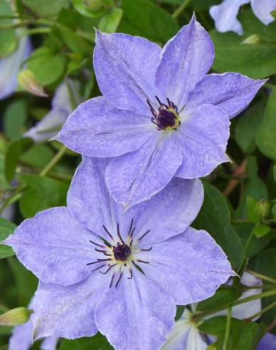 Clematis ´Skyfall´