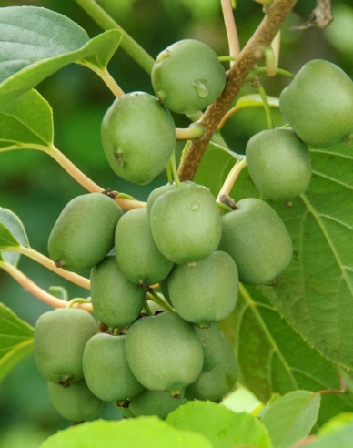 Mini kiwi samosprašné Japsai