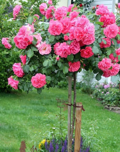 Růže stromková Rosarium Uetersen