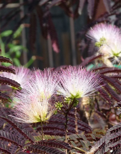 Albizia růžová ´Summer Chocolate´