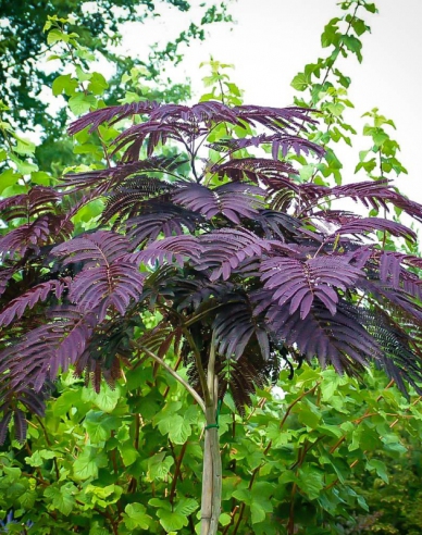 Albizia růžová ´Summer Chocolate´