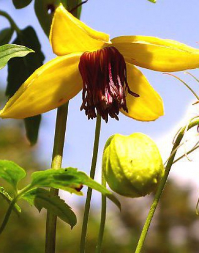 Clematis tangutský ´Golden Tiara´