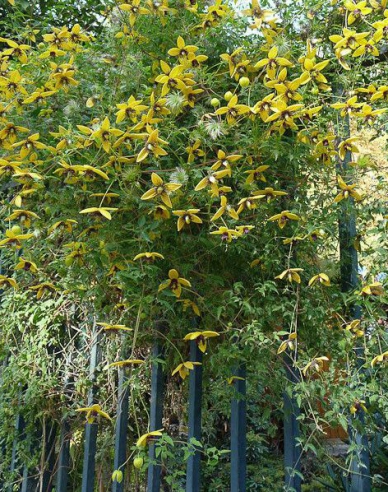 Clematis tangutský ´Golden Tiara´