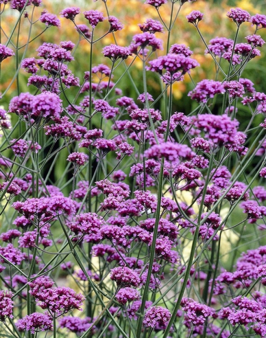 Verbena, sporýš argentinský