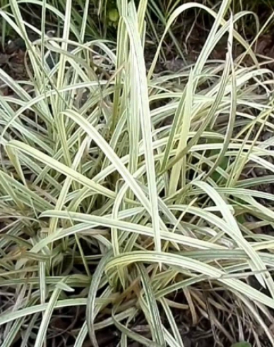 Zblochan vodní ’Variegata’