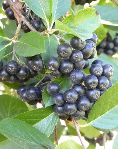 Aronia ´Viking´