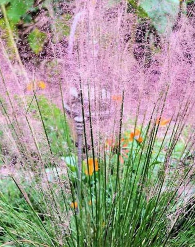 Muhlenbergia capillaris - texaská tráva