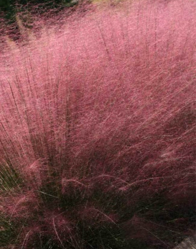 Muhlenbergia capillaris - texaská tráva