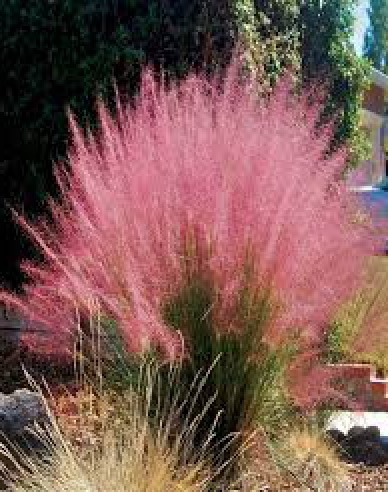 Muhlenbergia capillaris - texaská tráva