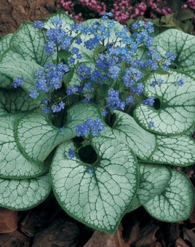 Brunnera ´Silver Heart´