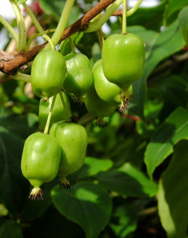 Mini kiwi samosprašné Japsai