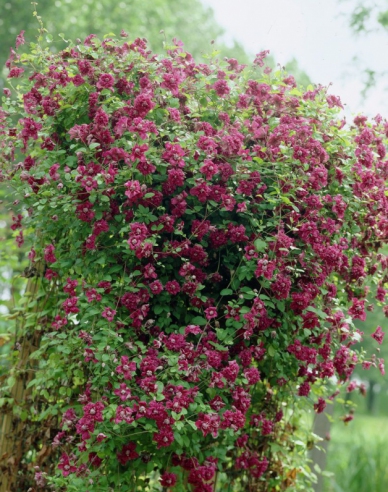 Clematis Purpurea Plena Elegans