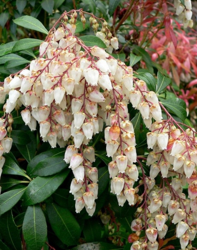 Pieris japonský Bonfire