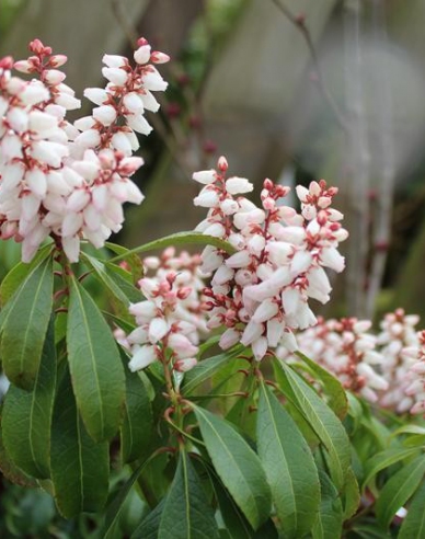 Pieris japonský Bonfire