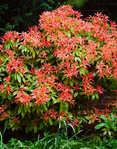 Pieris japonský ´Mountain Fire´