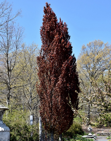 Buk lesní ´Rohan Obelisk´