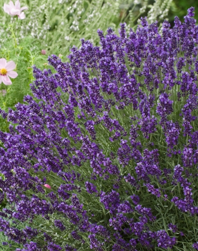 Levandule Hidcote Blue