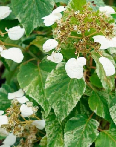 Schizophragma hydrangeoides ´Burst of light´