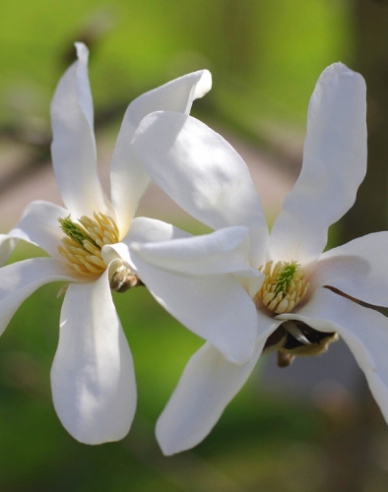 Šácholan Stellata