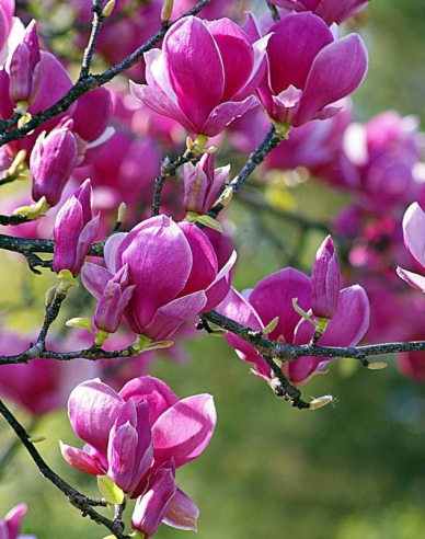 Šácholan Black Tulip