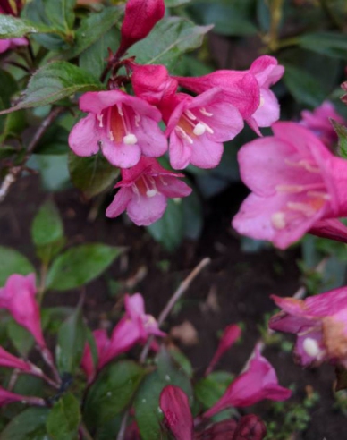 Vajgélie floridská Nana Purpurea