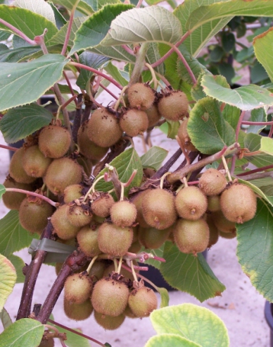 Samosprašné kiwi Boskoop