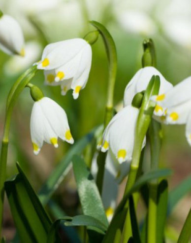 Sněženka (Snowdrop)