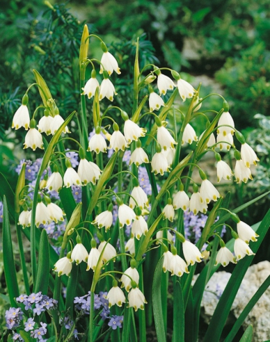 Sněženka (Snowdrop)