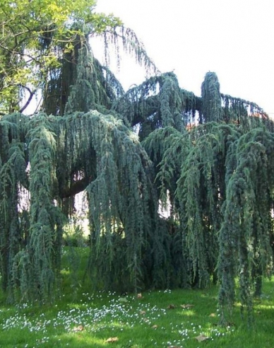 Cedr atlantský ´Glauca Pendula´ na kmínku