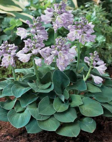 Bohyška "Blue Mouse Ears"