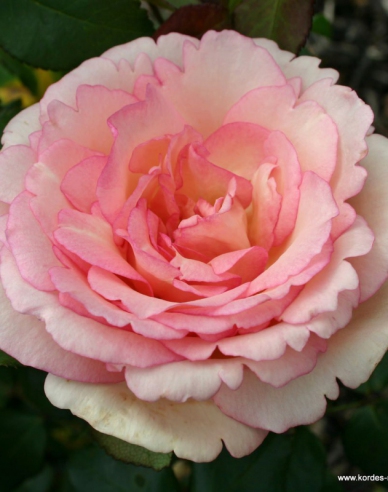 Rose ´Suovenir de Baden Baden