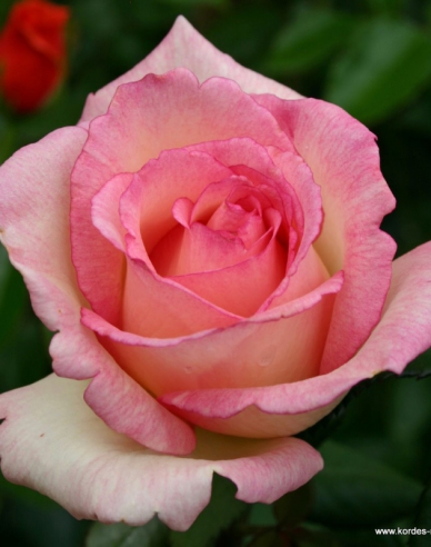 Rose ´Suovenir de Baden Baden