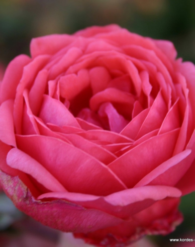 Rose ´Gartenprinzessin Marie - Jose´