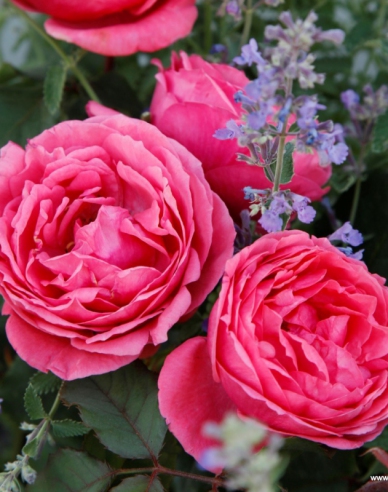 Rose ´Gartenprinzessin Marie - Jose´