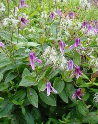 Clematis ´Hanajima´