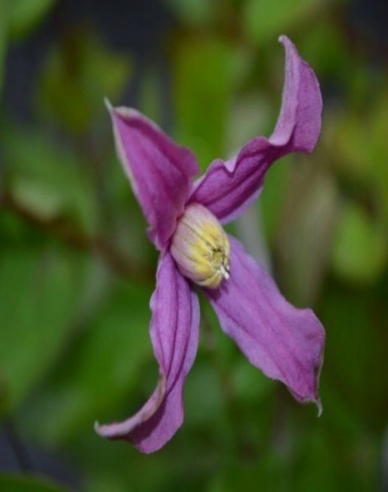 Clematis ´Hanajima´