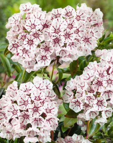 Kalmia širokolistá ´Peppermint´