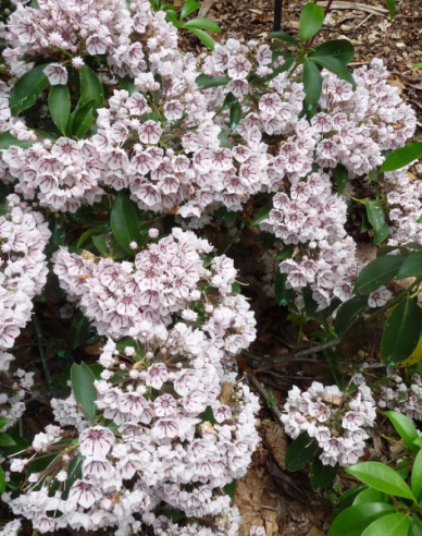 Kalmia širokolistá ´Peppermint´