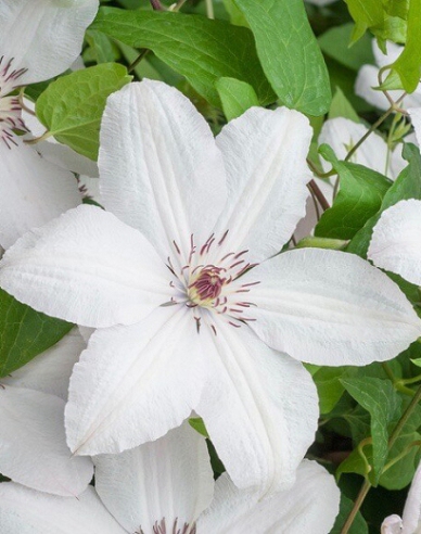 Clematis Jan Pavel II