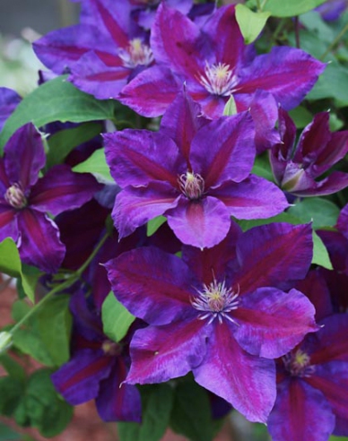 Clematis ´Julka´