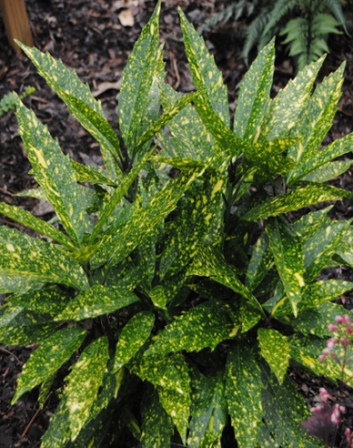 Aukuba japonska ´Variegata´