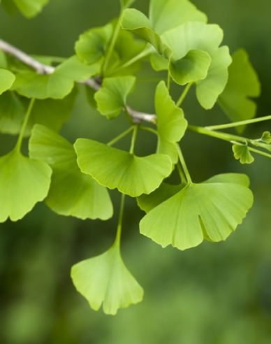 Ginkgo biloba