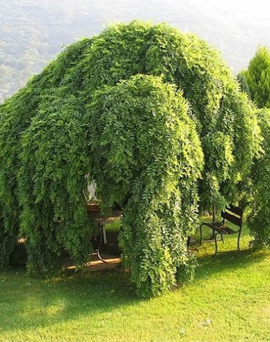 Sophora japonská ´Pendula´