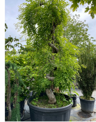 Sophora japonská ´Pendula´